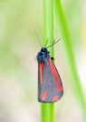Karminspinnare / The Cinnabar / Tyria jacobaeae, Maglarp 2020-06-11