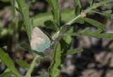 Grönsnabbvinge Green Hairstreak Callophrys rubi, Gotland 2022-06-15