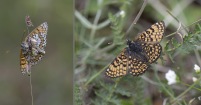 Ängsnätfjäril / Glanville Fritillary / Melitaea cinxia