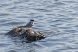 Fisktärna Common Tern Sterna hirundo Gotland 2022-06-14