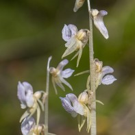 Skogsfru / Epipogium aphylum