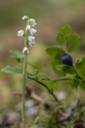 Knärot Epipogium aphyllum, blåbärplockarna orkidé,Hunneberg 2022-08-01