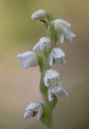 Knärot Epipogium aphyllum Hunneberg 2022-08-01
