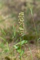 Epipactis helleborine subsp. orbicularis, Skåne 2019-07-17