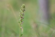 Epipactis helleborine subsp. orbicularis, Skåne 2019-07-17