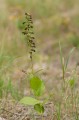 Epipactis helleborine subsp. orbicularis, Öland 2017-08-31