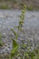 Epipactis helleborine subsp. orbicularis, Dalsland 2022-07-05