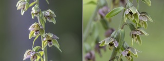 Epipactis helleborine subsp. orbicularis, Dalsland 2022-07-05