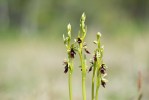 Ophrys insectifera, Kinnekulle, Sverige, 2020-06-09