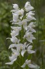 Cephalanthera longifolia, Gotland 2022-06-16