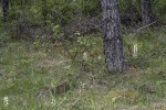 Cephalanthera longifolia, Gotland 2022-06-16