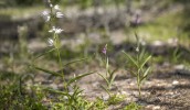 Cephalanthera longifolia x rubra, Bläse, Gotland, 2022-06-14