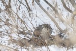 Sparvhök / Eurasian / Sparrowhawk / Accipiter nisus