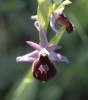 Ophrys bertoloniformis x biscutella