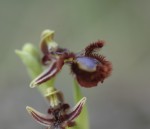 Spegelofrys, Ophrys speculum