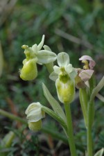 Ophrys tenthredinifera var clorantha