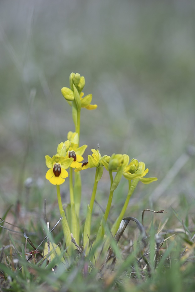 Gul ofrys, Ophrys lutea, Malaga 2019-04-12