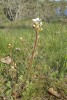 Mandelblom, Saxifraga granulata