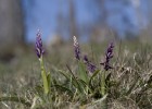St. Pers nyckel, Orchis mascula