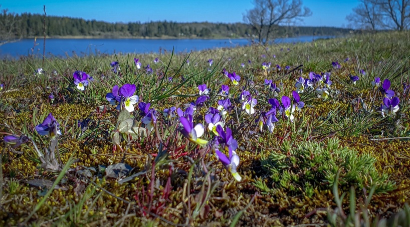 Styvmorsviol (Viola tricolor) trivs utmärkt på det tunna jordlagret som finns ovan kalkhällarna.