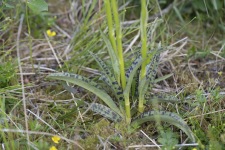 Dactylorhiza maculata ssp podesta, Nordjylland  2023-06-20