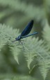 Blå jungfruslända / Beautiful Demoiselle / Calopteryx virgo, hona, 2021-07-01, Lillån 2023-06-30