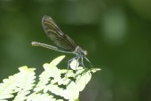 Blå jungfruslända / Beautiful Demoiselle / Calopteryx virgo, hona, , Högsäter 2023-06-24