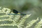 Blåbandad jungfruslända / Banded Demoiselle / Calopteryx splendens, Lillån 2023-06-30
