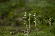 Skogsfru Epipogium aphyllum, Öresjö 2023-08-04