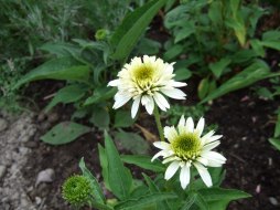 Echinacea