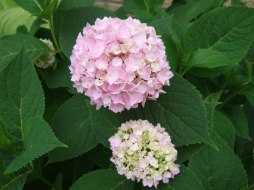 Hortensia