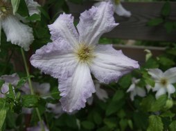 Klematis