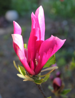 Magnolia
