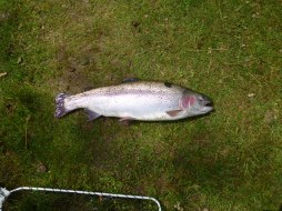 Tollerup fiske 2012-06-16