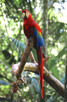 Parrot at the Parque Das Aves, Foz do Iguacu
