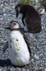 Penguins at Beagle Channel, Ushuaia