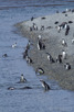 Penguins at Beagle Channel, Ushuaia