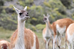 Guanacos, Torres del Paine