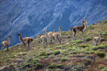 Guanacos at Torres del Paine, Patagonia