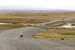 Sheep herd, Patagonia