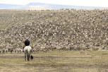 A guacho herding sheep, Patagonia