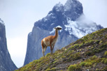 Guanaco at Torres del Paine, Patagonia