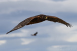 Hawk at the Laguna Nimez Reserve, El Calafate