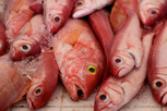 Fish at the local market at Marigot, Saint Martin