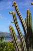 A cactus at Saint Martin