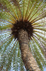 Palm, Curacao
