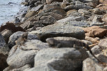 Iguanas at the rocks at Aruba