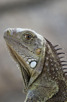 Iguana, Aruba