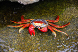 Colorful crab at Aruba