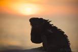 Iguana at sunset, Aruba